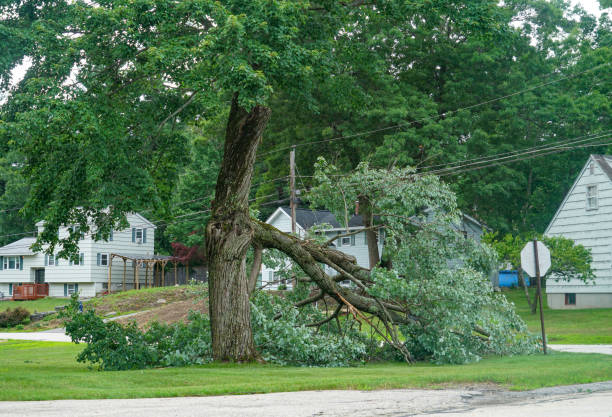 Spearville, KS Tree Removal Company